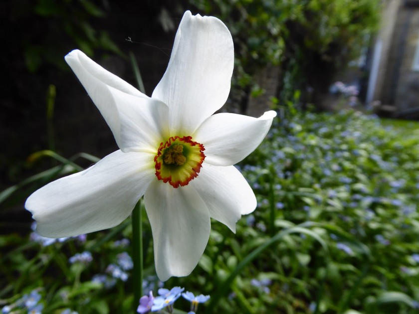 Narcissus poeticus 